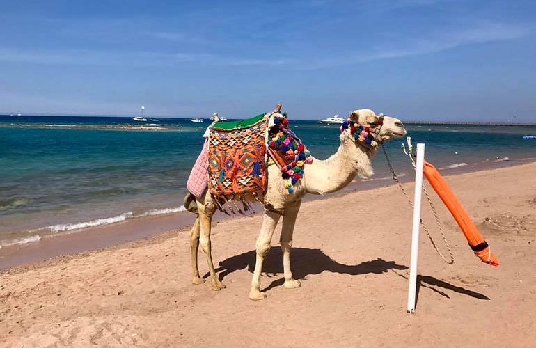 Kamelreiten in Hurghada: Am Strand oder in der Wüste 