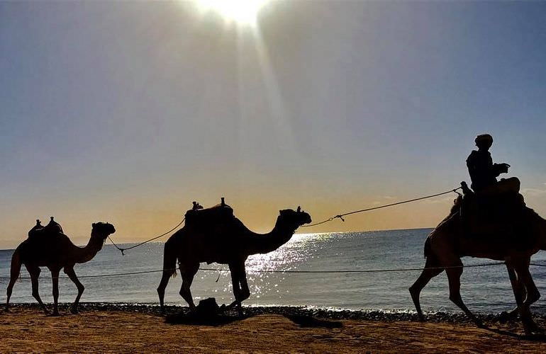 Kamelreiten in Hurghada: Am Strand oder in der Wüste 