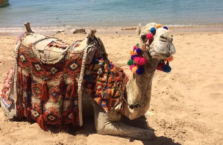 Kamelreiten in Hurghada: Am Strand oder in der Wüste 