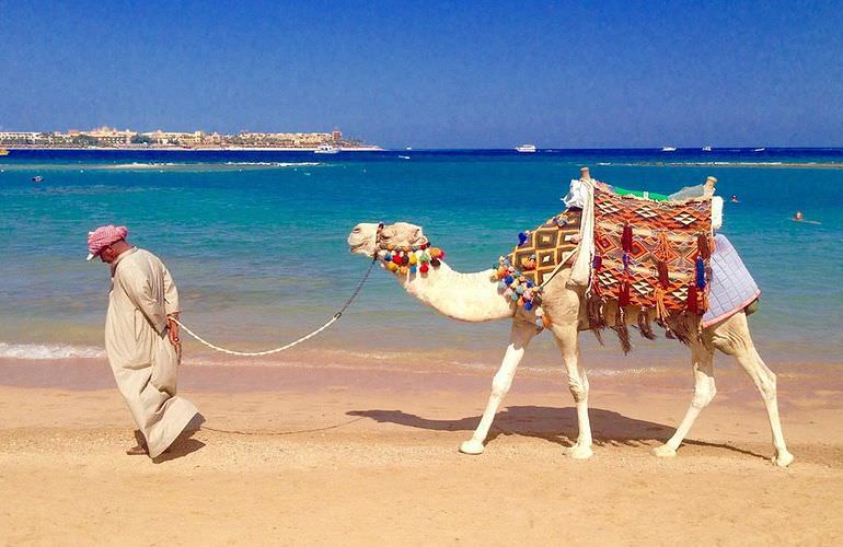 Kamelreiten in Hurghada: Am Strand oder in der Wüste 