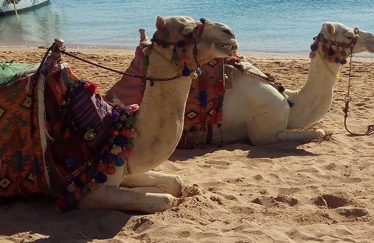 Kamelreiten in Hurghada: Am Strand oder in der Wüste 