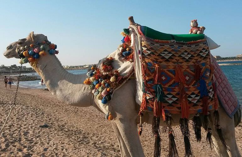 Kamelreiten in Hurghada: Am Strand oder in der Wüste 