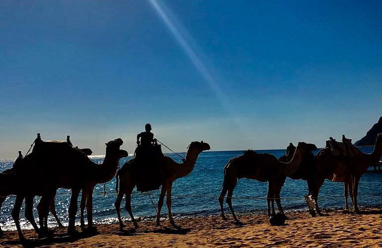 Kamelreiten in Hurghada: Am Strand oder in der Wüste 