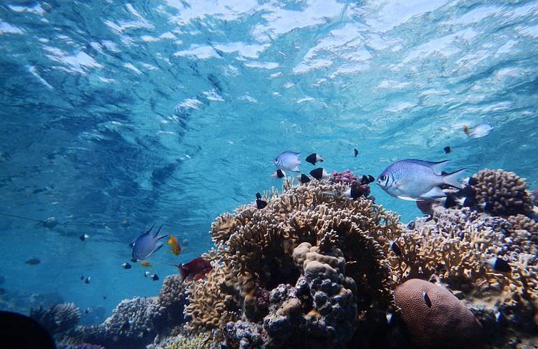 Ausflug zur Mahmya Insel in Hurghada