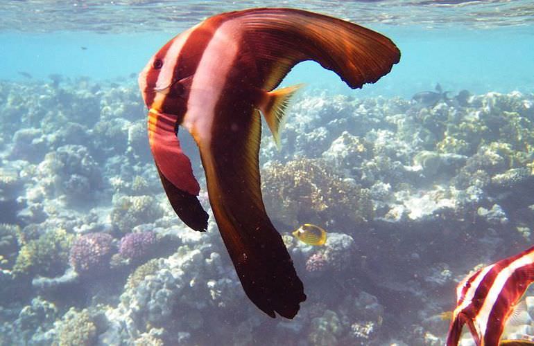 Ausflug zur Mahmya Insel in Hurghada