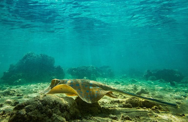 Ausflug zur Mahmya Insel in Hurghada