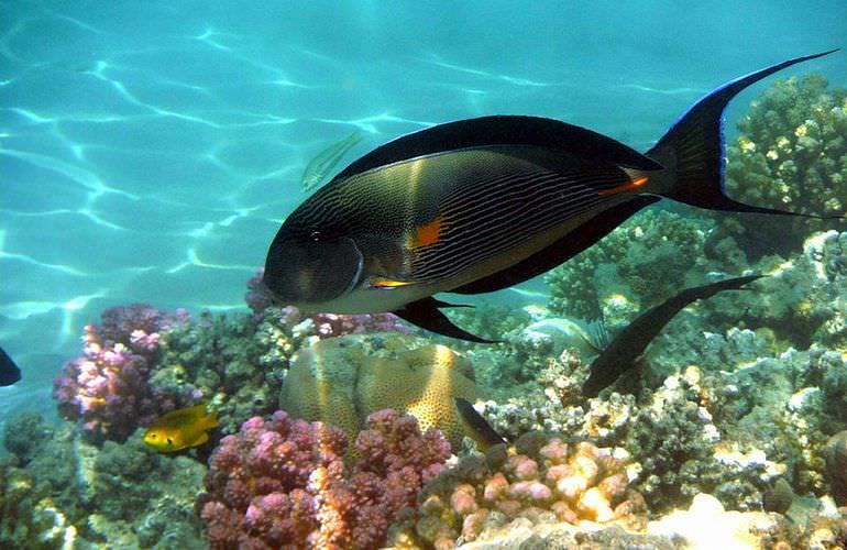 Ausflug zur Mahmya Insel in Hurghada