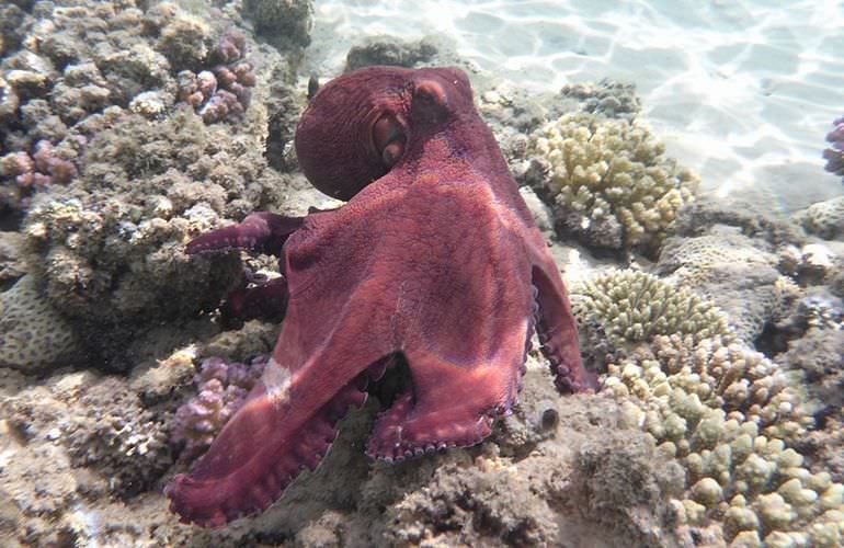 Ausflug zur Mahmya Insel in Hurghada