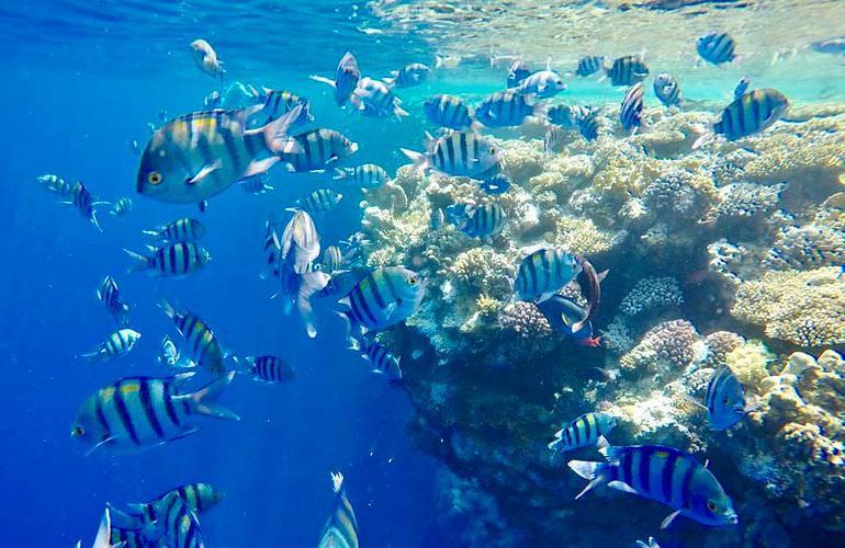 Tagesausflug mit dem Boot zur Orange Bay Insel in Hurghada 