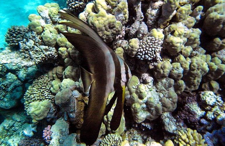 Tagesausflug mit dem Boot zur Orange Bay Insel in Hurghada 