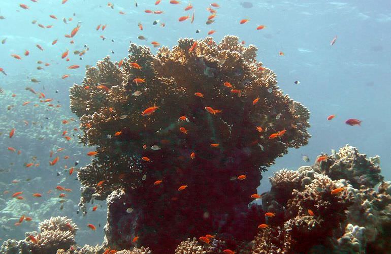 Inselträume: Paradies Insel im Roten Meer mit Karibik-Feeling                                                