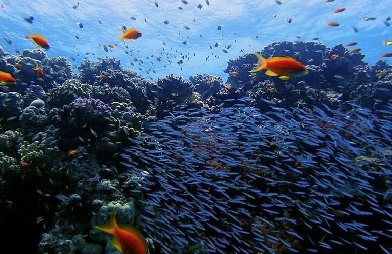 Inselträume: Paradies Insel im Roten Meer mit Karibik-Feeling                                                