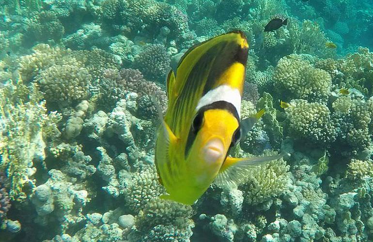 Inselträume: Paradies Insel im Roten Meer mit Karibik-Feeling                                                