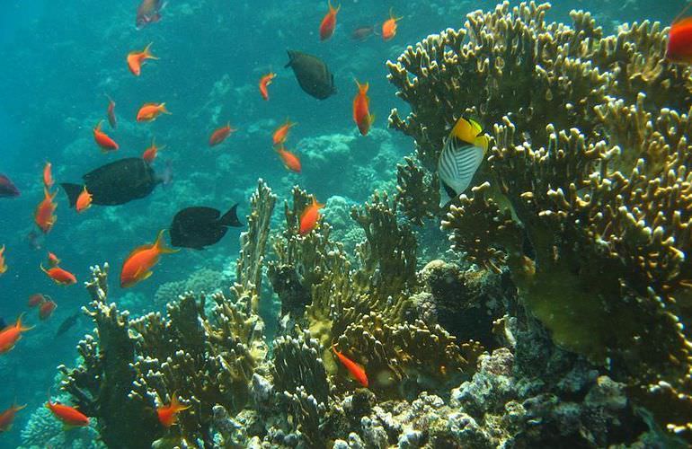 Inselträume: Paradies Insel im Roten Meer mit Karibik-Feeling                                                