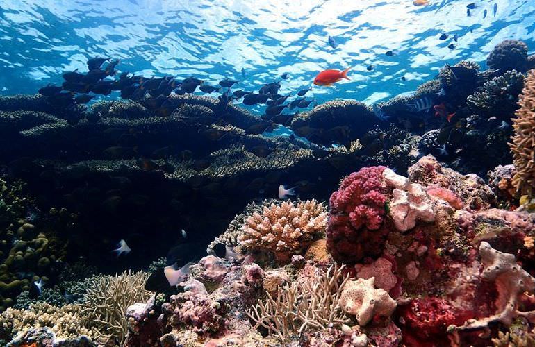 Inselträume: Paradies Insel im Roten Meer mit Karibik-Feeling                                                