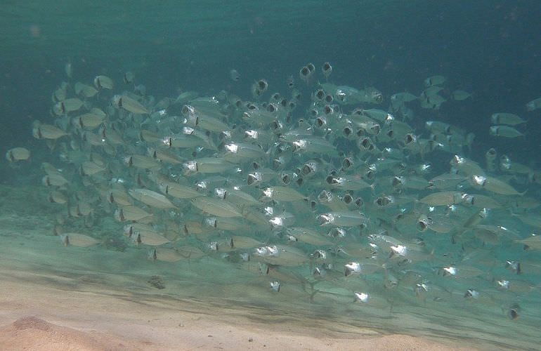 Inselträume: Paradies Insel im Roten Meer mit Karibik-Feeling                                                