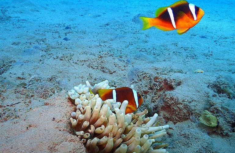 Inselträume: Paradies Insel im Roten Meer mit Karibik-Feeling                                                