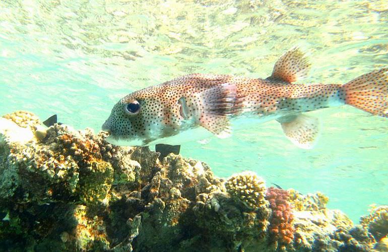 Inselträume: Paradies Insel im Roten Meer mit Karibik-Feeling                                                