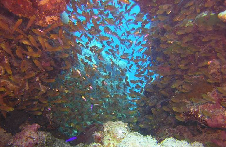 Inselträume: Paradies Insel im Roten Meer mit Karibik-Feeling                                                