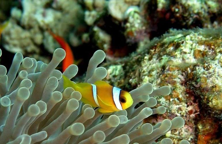 Inselträume: Paradies Insel im Roten Meer mit Karibik-Feeling                                                