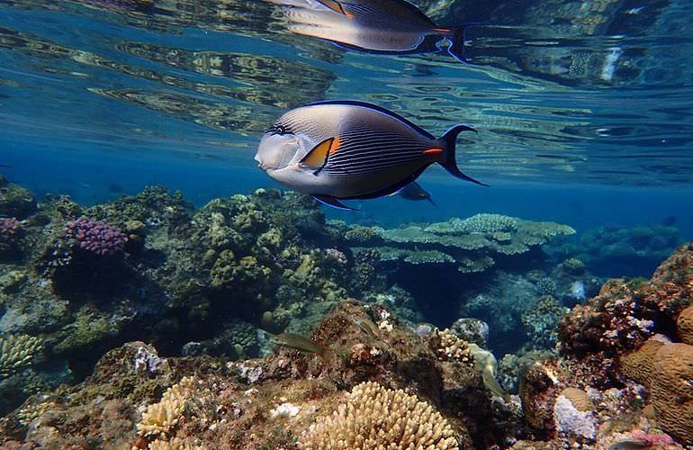 Ausflug mit dem Boot zur Paradies Insel in Hurghada