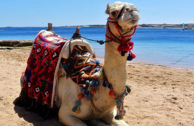 Pferde reiten und Kamelritt in Hurghada