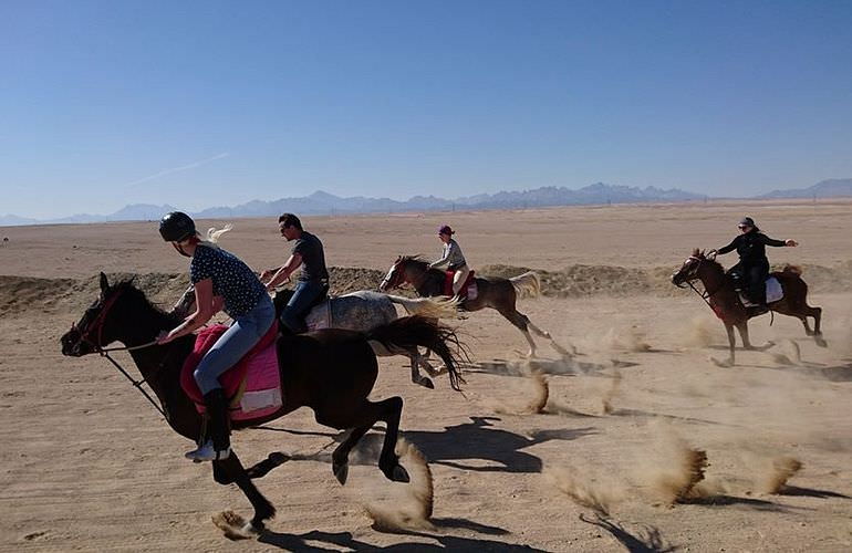 Pferde reiten und Kamelritt in Hurghada