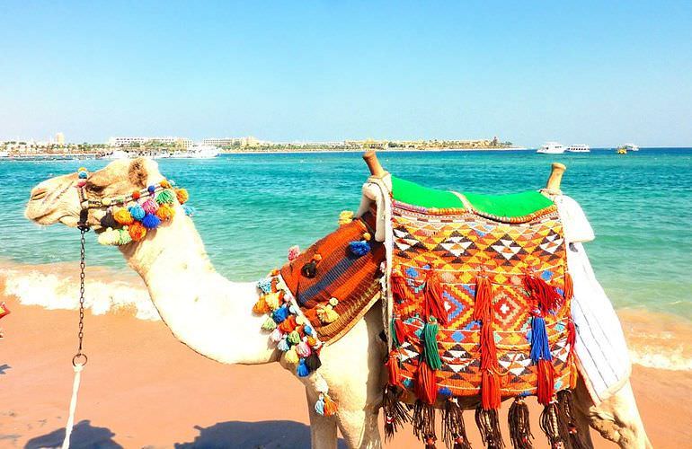 Pferde reiten und Kamelritt in Hurghada