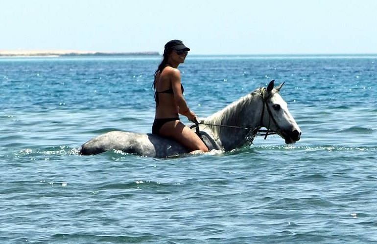 Pferde Reiten in Hurghada: Reiten am Strand oder in der Wüste