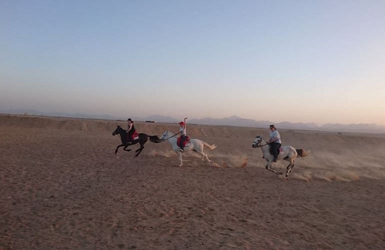 Pferde Reiten in Hurghada: Reiten am Strand oder in der Wüste