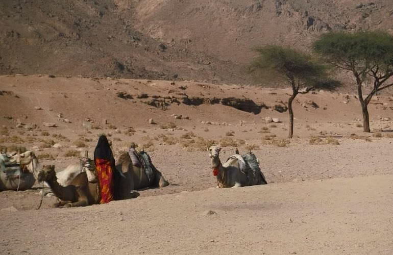 Private Buggy Tour in Hurghada am Morgen mit Kamelreiten