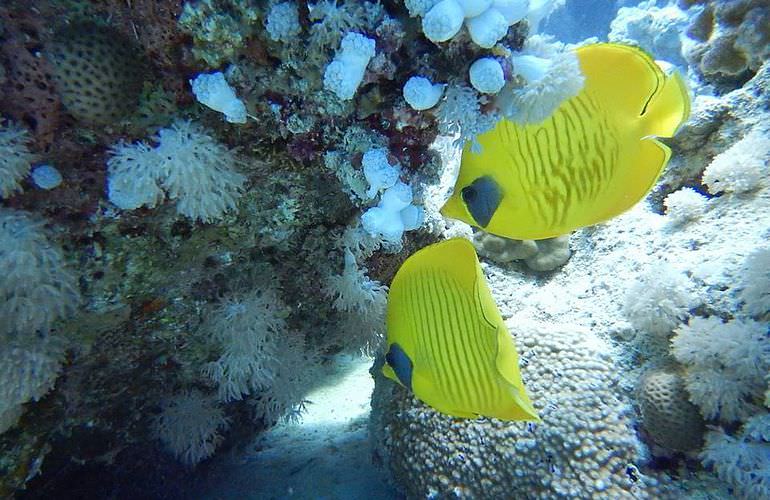 Private Yachten chartern mit Insel-Ausflug von Hurghada aus