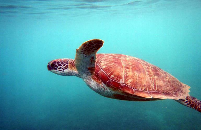 Private Inseltour mit dem Boot: Karibikfeeling im Roten Meer 