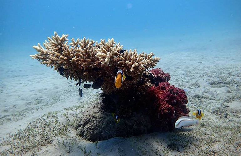 Private Inseltour mit dem Boot: Karibikfeeling im Roten Meer 