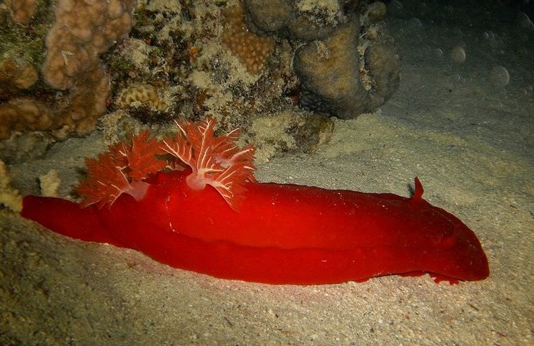 Private Inseltour mit dem Boot: Karibikfeeling im Roten Meer 