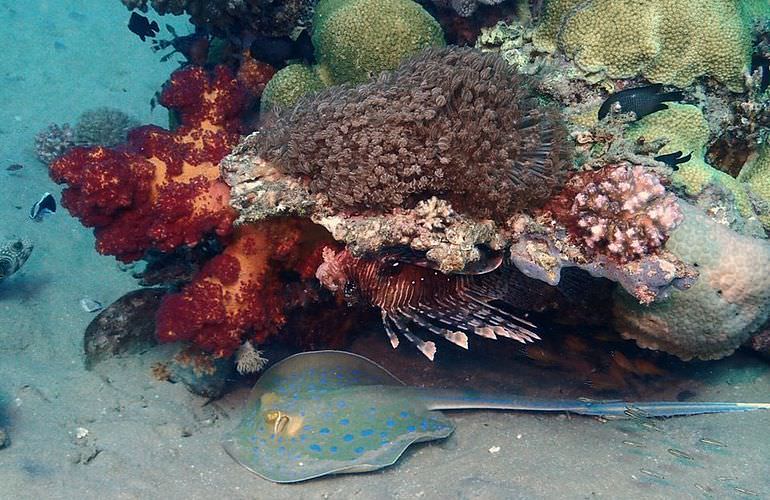 Private Inseltour mit dem Boot: Karibikfeeling im Roten Meer 