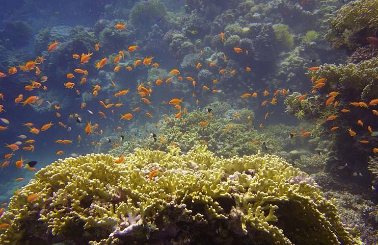 Private Inseltour mit dem Boot: Karibikfeeling im Roten Meer 