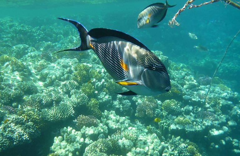 Private Inseltour mit dem Boot: Karibikfeeling im Roten Meer 