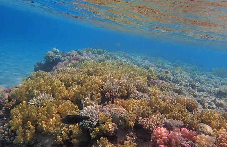 Private Inseltour mit dem Boot: Karibikfeeling im Roten Meer 