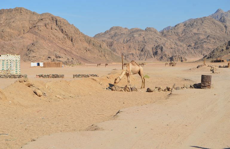 Quad Tour ab Hurghada: Wüstensafari mit dem Quad zum Beduinendorf