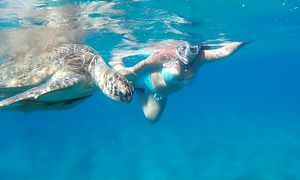 Ausflug zum Schnorcheln mit Schildkröten von Hurghada 