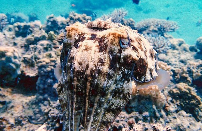 Ab Hurghada: Erholung pur Schnorchelausflug nach Sharm El Naga