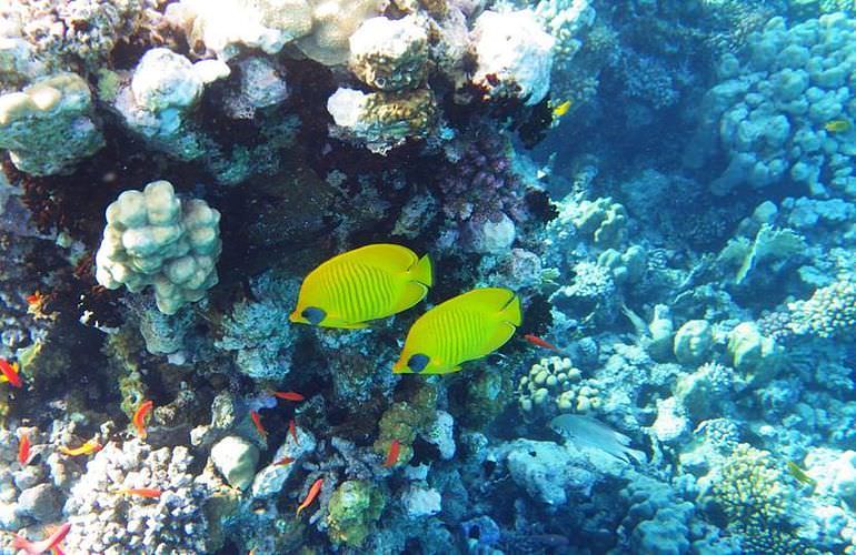 Schnorchelausflug zur Sharm El Naga Bucht von Hurghada aus