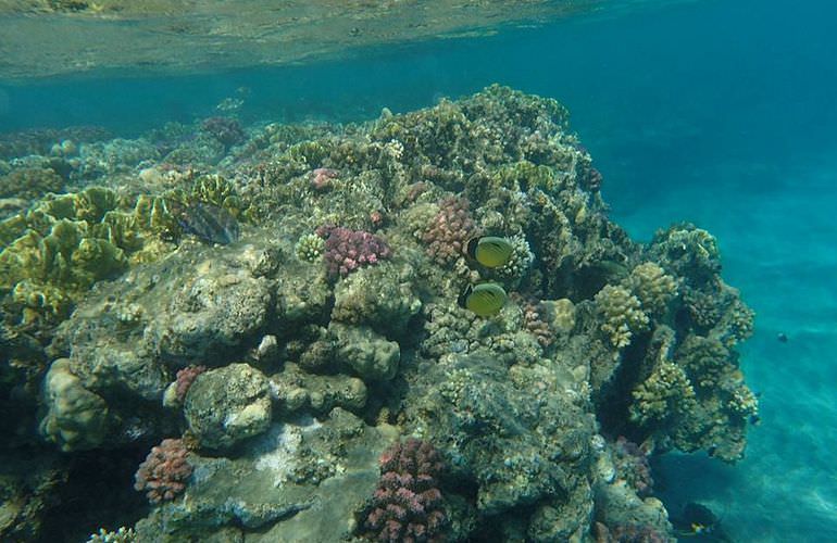 Ab Hurghada: Erholung pur Schnorchelausflug nach Sharm El Naga