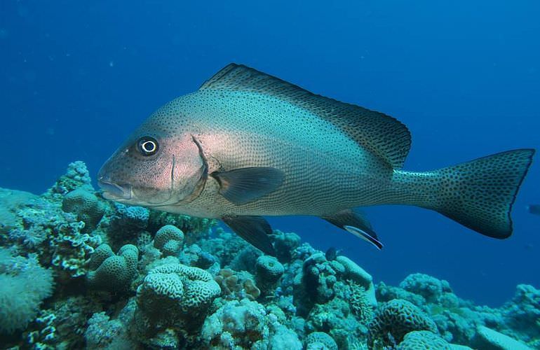 Schnorchelausflug zur Sharm El Naga Bucht von Hurghada aus