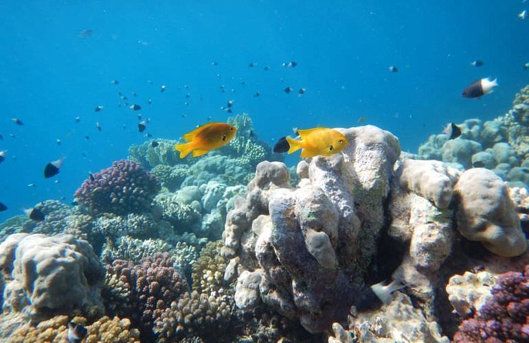 Ab Hurghada: Erholung pur Schnorchelausflug nach Sharm El Naga