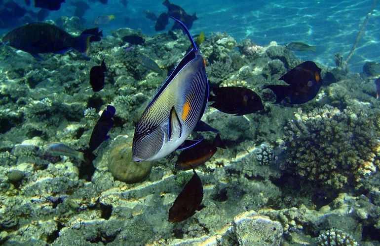 Tagesausflug nach Sharm El Naga zum Schnorcheln ab Hurghada    