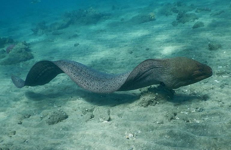 Schnorchelausflug zur Sharm El Naga Bucht von Hurghada aus