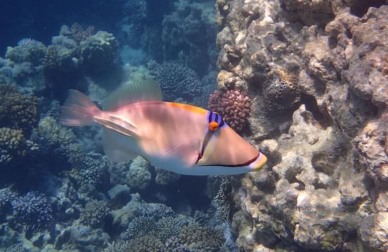 Schnorchelausflug zur Sharm El Naga Bucht von Hurghada aus