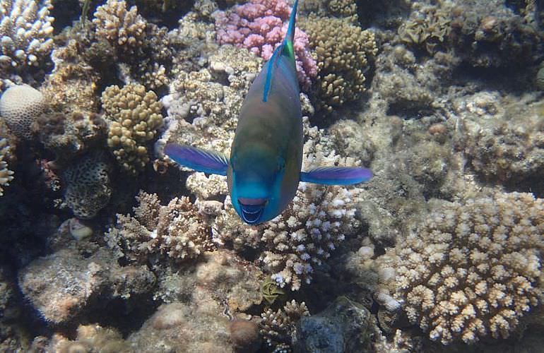 Schnorchelausflug zur Sharm El Naga Bucht von Hurghada aus